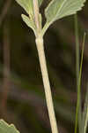 Semaphore thoroughwort